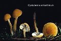 Cystoderma amianthinum-amf743